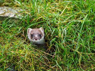Close-up of a Stoat in Partial Ermine