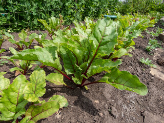 Beet (Beta vulgaris) plant seedlings growing in a vegetable bed with green and red veined leaves in...