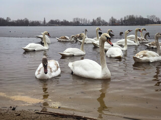 graceful swans on the river