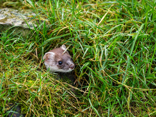 Close-up of a Stoat in Partial Ermine