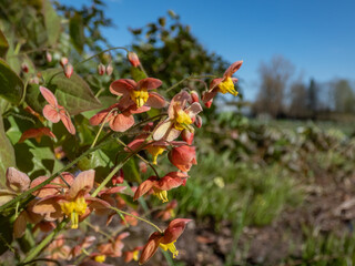 Warley epimedium (Epimedium x warleyense) Orangekonigin flowering with small flowers with bright...