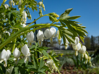White bleeding heart (Dicentra spectabilis) 'Alba' with arching sprays of pure white, heart-shaped...