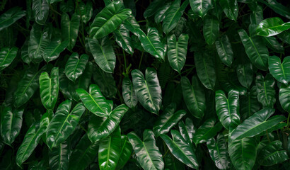 Tropical green leaves background, philodendron imbe close up