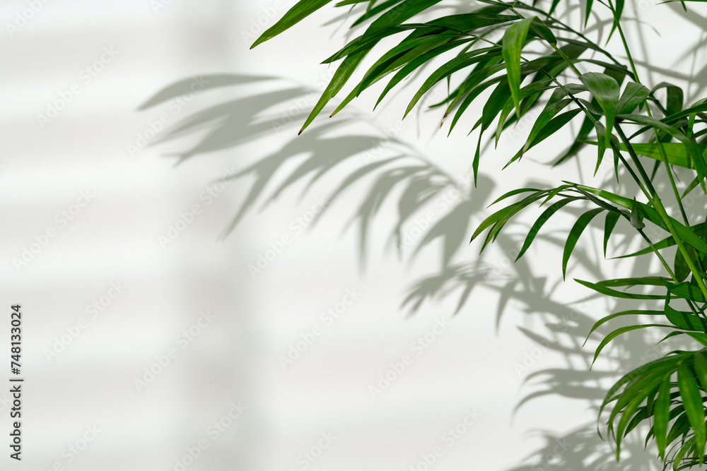 Wall mural Green palm leaves and shadows on a white wall