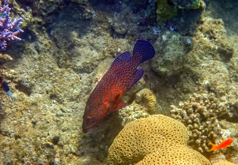 Naklejka na ściany i meble Red coral grouper, scientific name is Cephalopholis miniata, it is predator and inhabits coral reefs of the Red Sea, Sinai, Middle East, selective focus on the fish 
