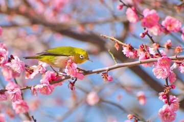 梅の花とメジロ