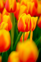 Red & Gold Tulips in Bloom, A Celebration in Red & Yellow Tulips, Where Sunshine Meets Crimson Flame