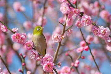 梅の花とメジロ