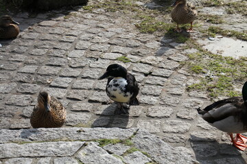 Naklejka premium Gefieder