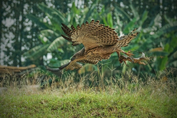 Changeable hawk-eagle (Nisaetus cirrhatus) catch small monitor lizard