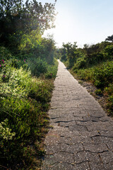 An old paved footpath on the island of Juist leads along a green embankment with grasses, herbs, flowers and shrubs against the sun into the depths of the picture.