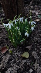 snowdrops in the forest