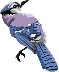 Blue Jay Bird Animal Vector