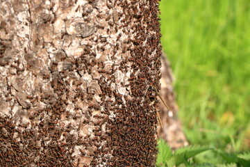 Lots of ants walking on an old tree trunk