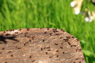 Lots of ants walking on an old tree trunk