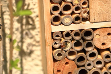 wild bee flying in front of insect shelter