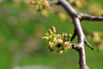 The branch of a blossoming tree. Cherry tree in white flowers in Germany