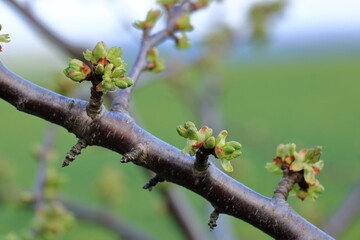 The branch of a blossoming tree. Cherry tree in white flowers in Germany