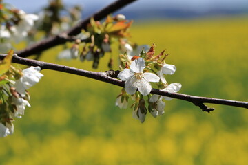 The branch of a blossoming tree. Cherry tree in white flowers in Germany