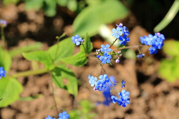 blue flowers of true forget-me-not (Myosotis scorpioides)
