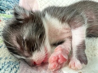 Fototapeta na wymiar cute new born kitten Has stripes like a tiger. The kitten hasn't opened its eyes yet. sleeping on hand.