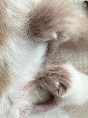 cute new born kitten, The kitten hasn't opened its eyes yet. sleeping on white cloth