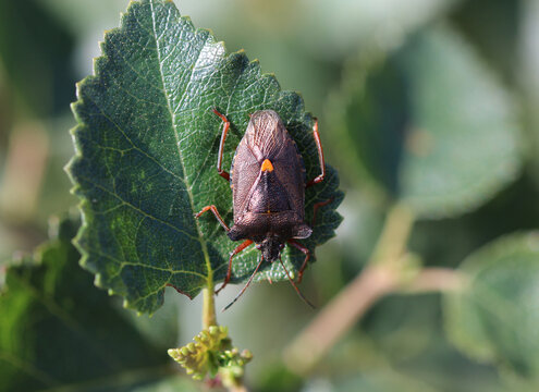 Rotbeinige Baumwanze - Forest Bug
