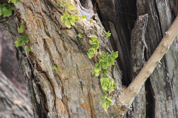 New green shoots on a century-old tree with years of lightening strikes healed with new bark lives on.