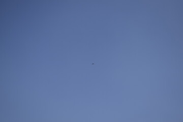 Far Off Bird Soaring in the Sky