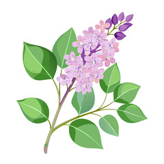 spring branch of blooming lilac