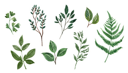 Hand-painted branches and green leaves, isolated watercolor plants. Botanical illustration. Greenery PNG clipart. - obrazy, fototapety, plakaty