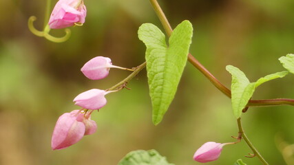 Purple-pink flower closeup