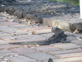 Marine iguana on the beach road on Galapagos
