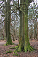 Veteran trees in woodland with green lichen on the trunks