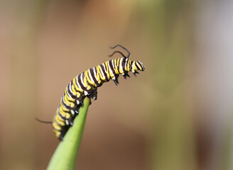 Monarchfalter - Raupe - Monarch butterfly