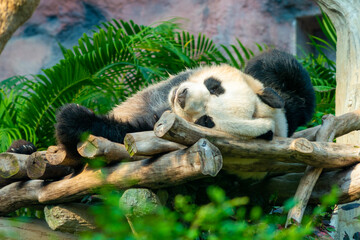 The giant panda sleeping in the Macau Giant Panda Pavilion, China.