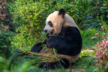 The giant panda eating bamboo in the Macau Giant Panda Pavilion, China.