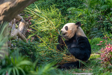 The giant panda eating bamboo in the Macau Giant Panda Pavilion, China.