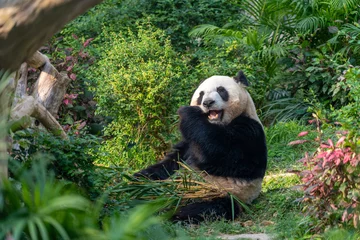 Gardinen Panda The giant panda eating bamboo in the Macau Giant Panda Pavilion, China.  © Daniel Ferryanto