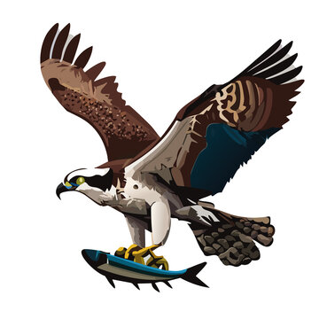 osprey, eagle 