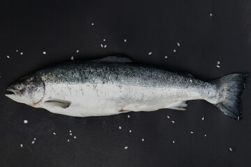 Salmon, trout fish on dark background.