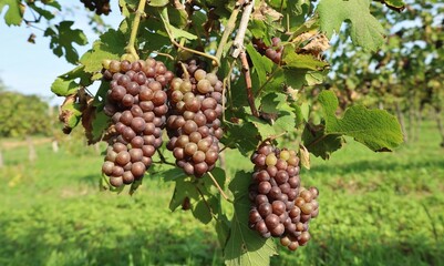 Ripe multicolor Pinot Gris grapes hanging on vine under the morning sunlight
