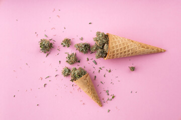 Dry buds of medical marijuana lie on waffle ice cream cones on a pink background.  Alternative medical cannabis treatment