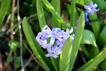 Fiore lilla di Iris con foglie verdi e sfocatura di sfondo