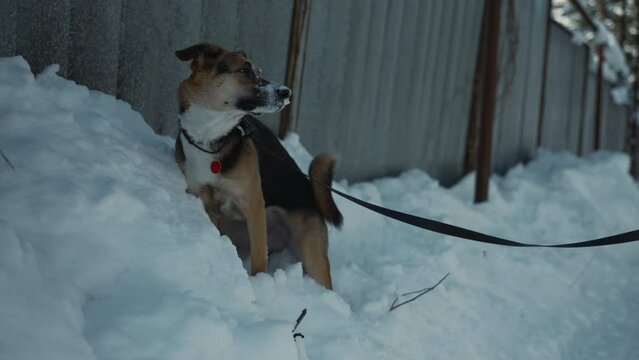 Newly adopted dog, still on leash, tentatively sits by snowy fence, marking territory. She's getting accustomed to new winter world outside shelter, under caring watch of new family