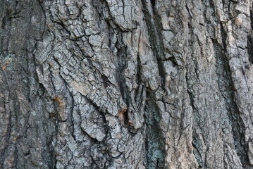Wooden bark of old tree, wooden and deep background and splash