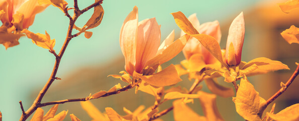 Blossoming magnolia flowers. Springtime. Natural  flowers background Horizontal banner