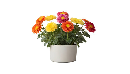 Colorful chrysanthemum flower on pot on transparent background 