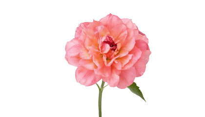 Pink rose on transparent background 