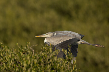 Grey Heron flying in the mid of mangrove at Tubli bay, Bahrain